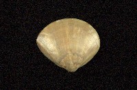 藏品(普通文蛤)的圖片